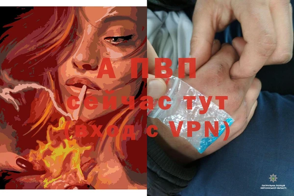 стаф Бородино